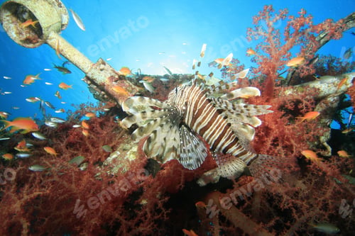 Preview: Lionfish On Shipwreck