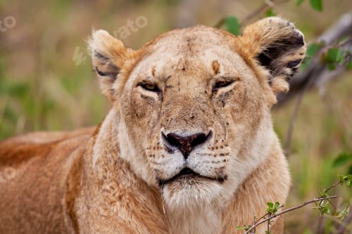 Preview: African Lioness In The Maasai Mara National Park, Kenya