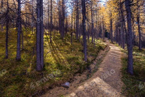 Preview: Path Through Larch Forrest In Autumn. Assiniboine, Canada