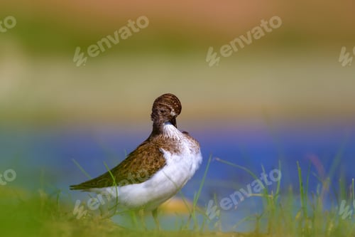 Preview: Cute Water Bird. Common Bird. Natural Background. Bird: Common Sandpiper. Actitis Hypoleucos.