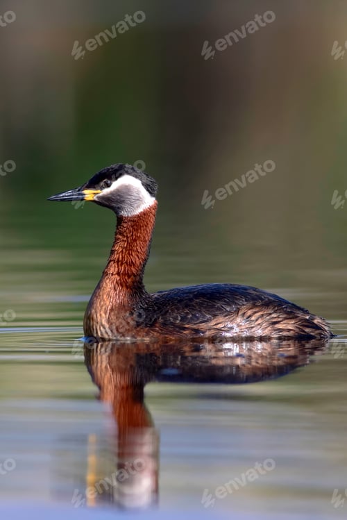 Preview: Swimming Bird. Bird: Green, Blue Nature Background. Red Necked Grebe. Podiceps Grisegena. Kayseri