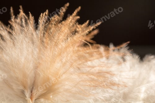 Preview: Colorful Rooster Feather With Details And Reflexions