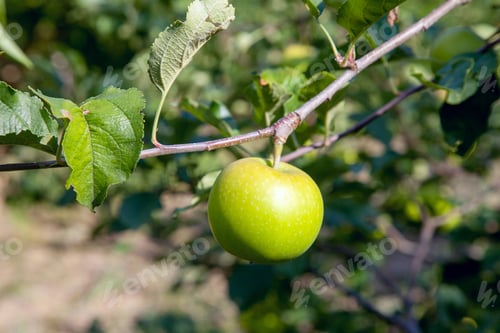 Preview: Close Up View Of The Tree Branch With Organic Apple On Branch, Fruits In Orchard Ready For Picking.