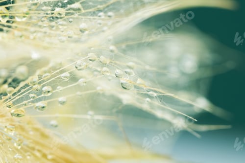 Preview: Dandelion Seeds With Water Drops On Colorful Background
