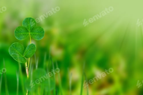 Preview: Green Clover Leaves On A Background Summer Landscape