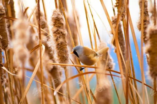 Preview: Cute Little Bird. Lake Habitat Background.