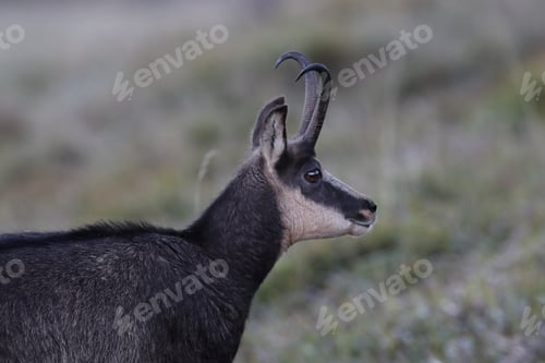 Preview: Chamois (Rupicapra Rupicapra) Vosges Mountains, France