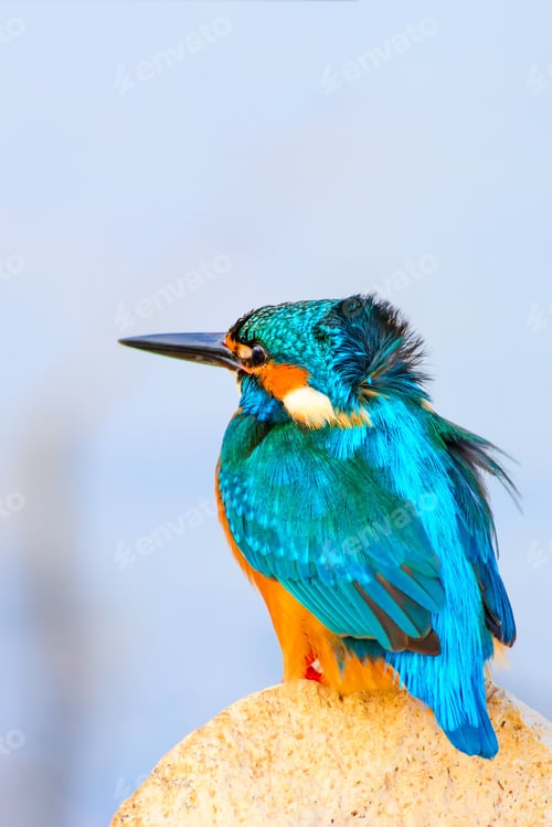 Preview: Cute Bird. Kingfisher. Natural Background.