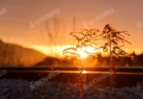 Preview: Dried Grass Flower By The Railroad Tracks At Sunrise