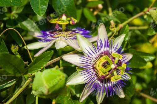 Preview: Passion Flower Passiflora Caerulea Passionflower Against Green Garden Background
