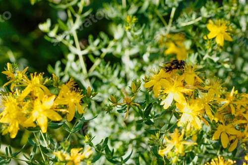 Preview: Hypericum Perforatum, Known As St John'S Wort, Common Or Perforate St John'S-Wort In Natural