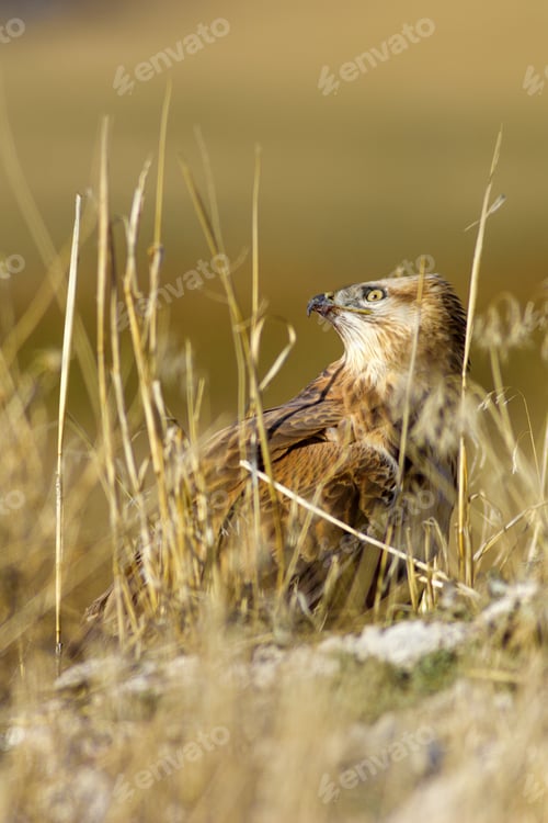 Preview: Buzzard. Natural Background.