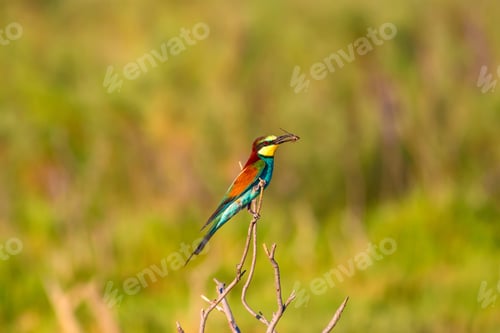 Preview: Colorful Bird. European Bee Eater. Green Nature Background.