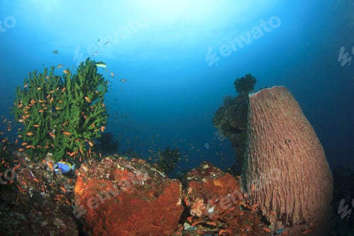 Preview: Corals And Sponge On Underwater Reef