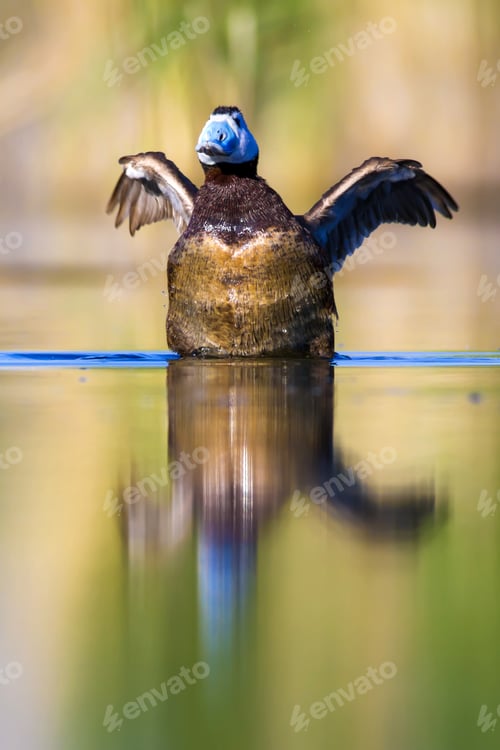 Preview: Swimming Duck. Colorful Lake Habitat Background. Bird: White Headed Duck. Oxyura Leucocephala.