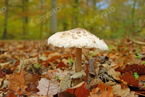 Preview: Parasol Mushroom - Macrolepiota Procera Or Lepiota Procera, Single Mushroom Fully Open In An