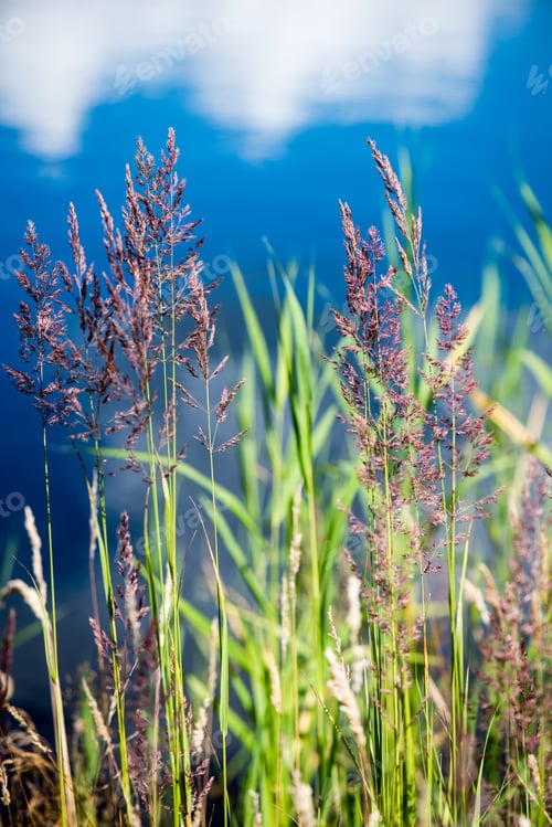 Preview: Beautiful Grass Bents On The Background Of Blue Water In Summer