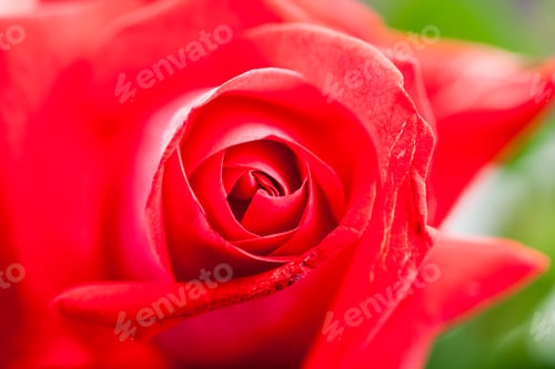 Preview: Colorful, Beautiful, Delicate Rose With Details