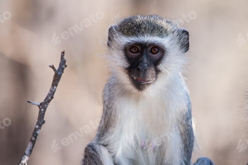 Preview: Vervet Monkey (Chlorocebus Pygerythrus) In Kruger National Park, South Africa
