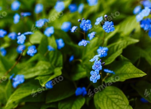 Preview: Navelwort Or Omphalodes Linifolia Blue Flowers In Spring Garden. Opmhalodes Vesna Moench Variety