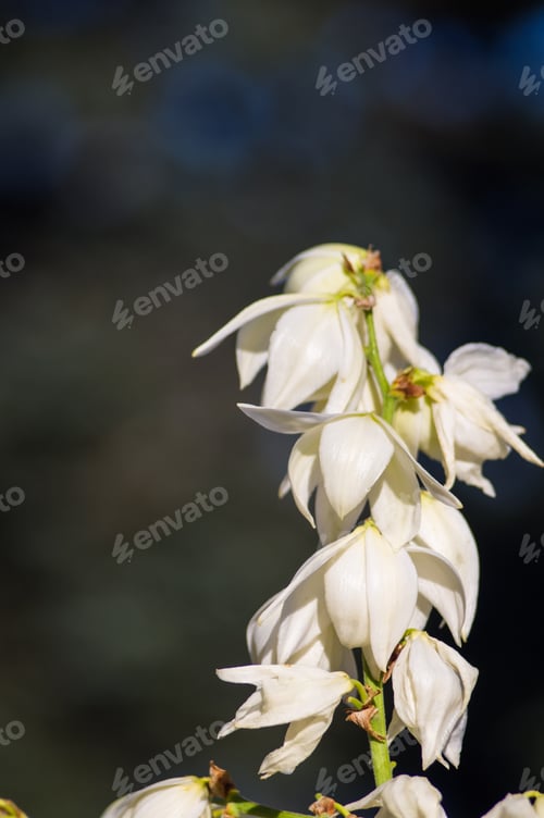 Preview: White Yucca Filamentosa Bush Flowers In Park, Close Up.
