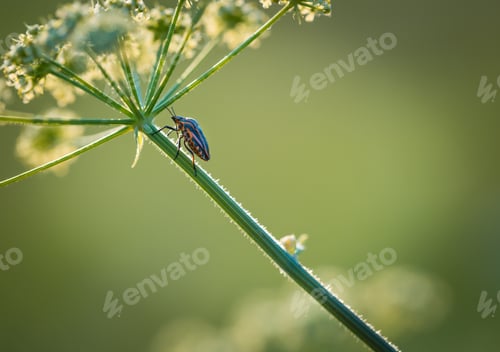 Preview: Close Up Of Bug Sitting On Plant. Close Up Of Insect Photographed In Summer Afternoon