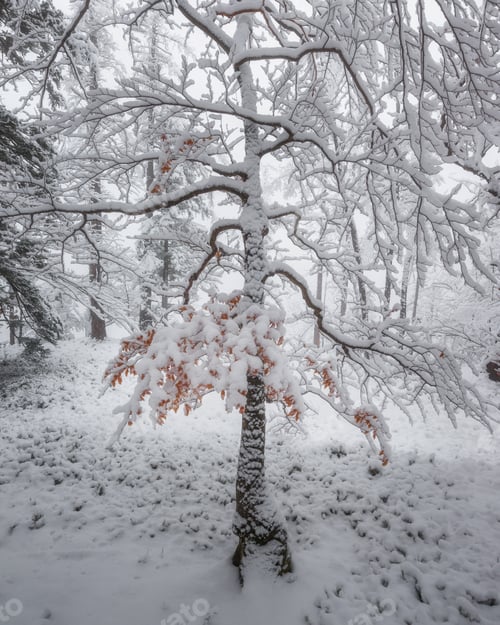Preview: In The Winter Forest On A Snowy Day