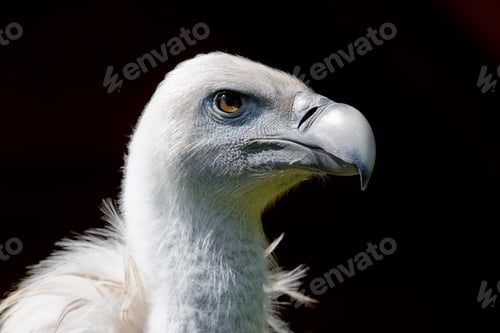 Preview: European Griffon Vulture (Gyps Fulvus Fulvus)