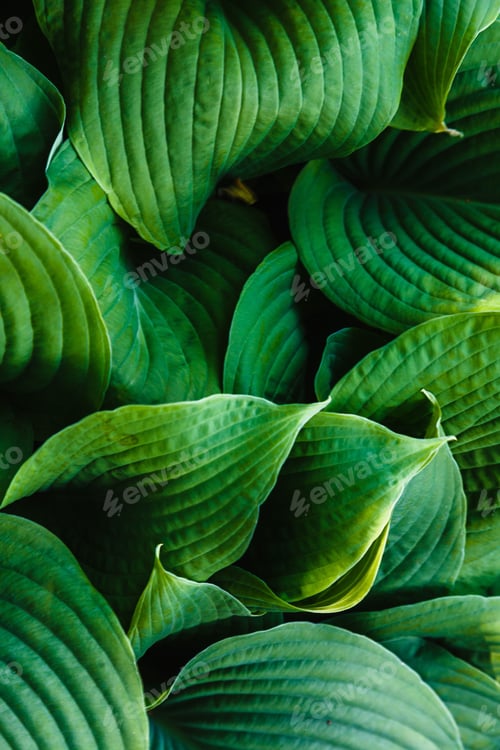 Preview: Hosta In The Garden. Green Leaves Of Perennial Hosta, Natural Background. Green Background