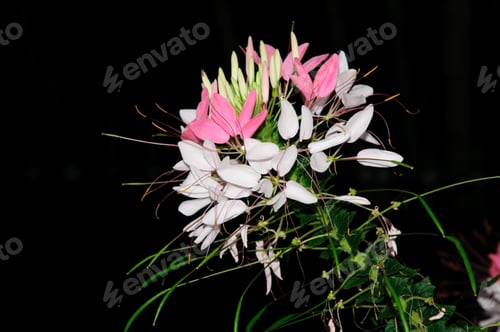 Preview: Cleome Hassleriana (Spider Flower) Isolated On Dark Background