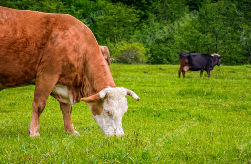 Preview: Rufus Cow Grazing On A Grassy Meadow Near The Forest. Carpathian Rural Area.