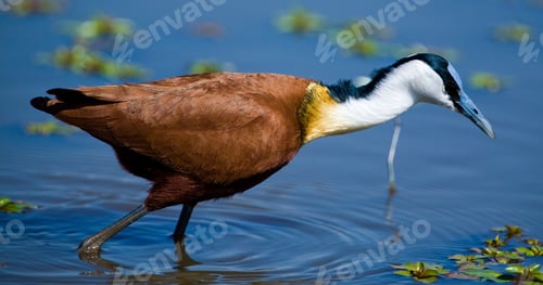 Preview: African Jacana In The Kruger National Park, South Africa