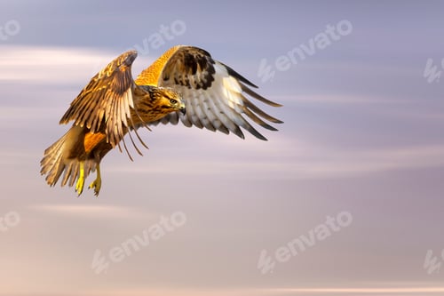 Preview: Flying Bird. Bird Of Prey. Colorful Sky Background.