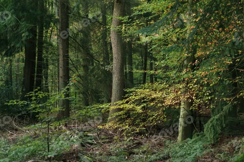Vorschau: Gelbe und orangefarbene Blätter im Herbstwald.