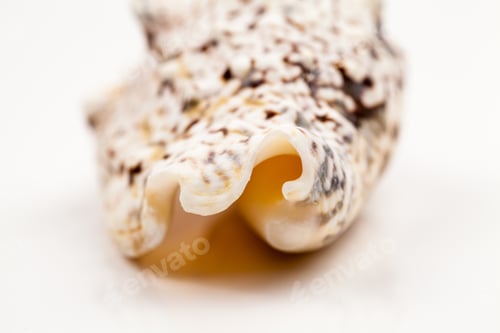 Preview: Seashells - Colors And Texture