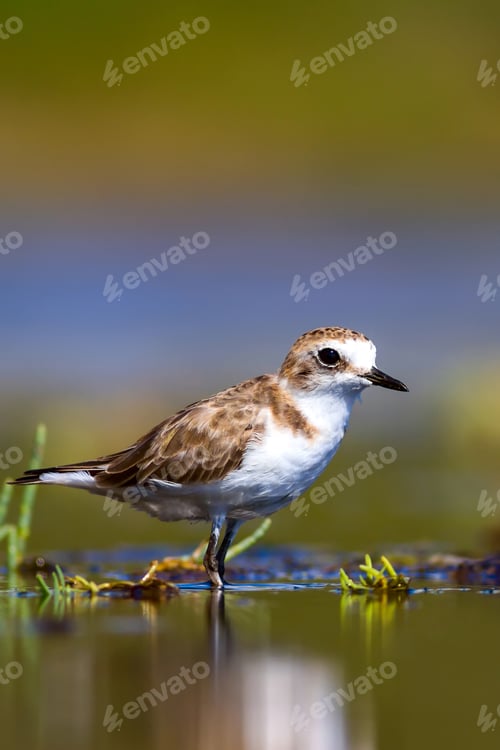 Preview: Cute Bird. Kentish Plover. Nature Background.