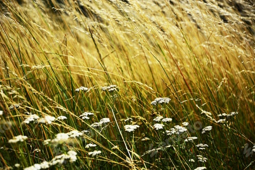 Preview: Meadow High Yellow Grass