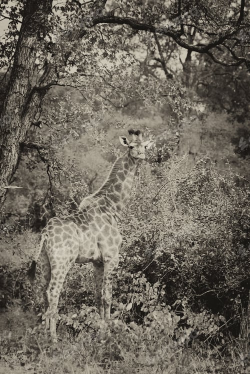 Preview: African Safari, Vintage Style Black And White Image Of A Giraffe (Giraffa Camelopardalis) In Kruger