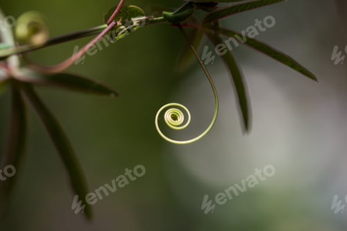 Preview: Passion Flower (Passiflora Incarnata) With Details
