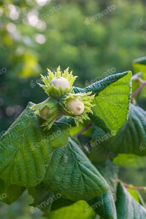 Preview: Hazelnut With Green Leaves On A Hazel Grove Branch.