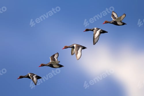 Preview: Isolated Ducks. Blue Sky Background. Duck: Red Crested Pochard. Netta Rufina.