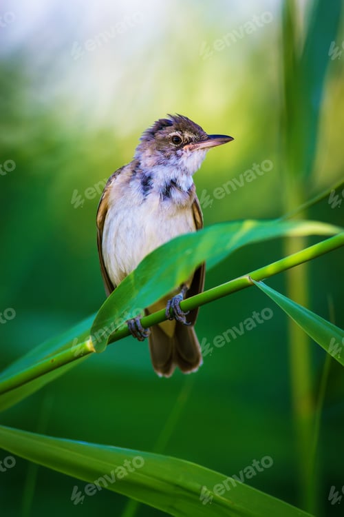 Preview: Cute Bird. Green Nature Background. Great Reed Warbler / Acrocephalus Arundinaceus
