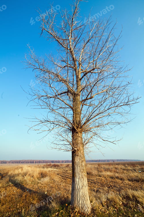 Preview: Single Poplar Tree (Populus) In A Meadow Under Blue Sky