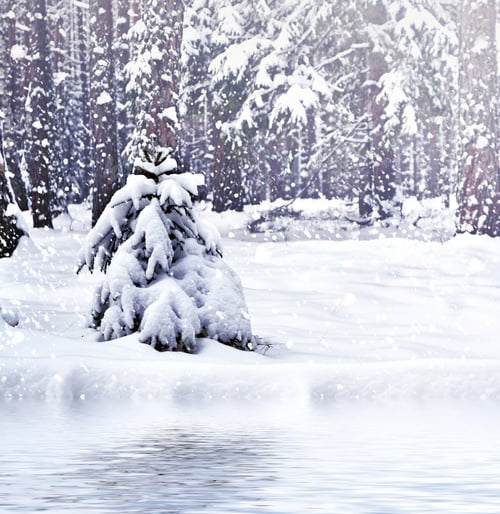 Preview: Winter Forest