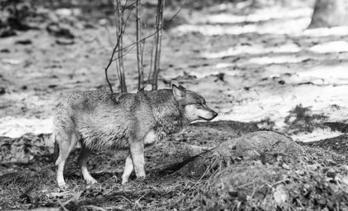 Preview: Wolf In The Bavarian Forest National Park, Bavaria, Germany