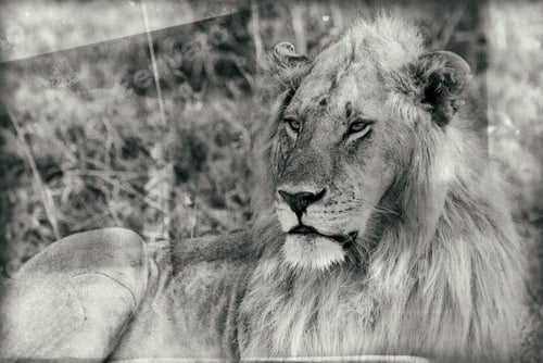 Preview: Vintage Style Image Of A Male African Lion In The Maasai Mara National Park, Kenya