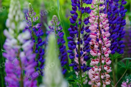Preview: Lupinus, Lupin, Lupine Field With Pink Purple And Blue Flowers. Summer Flower Background