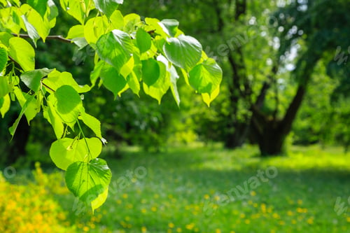 Preview: Beautiful Summer Landscape With Meadow Grasses, Trees And Flowers. Sunny Summer Morning In The