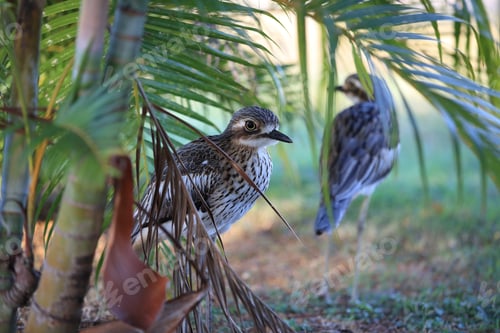 Preview: Bush Stone-Curlew Or Bush Thick-Knee Australia
