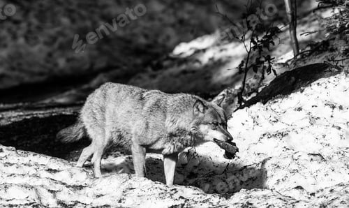 Preview: Wolf In The Bavarian Forest National Park, Bavaria, Germany
